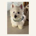 Custom Pet Photo Canvas Print — complete artwork example